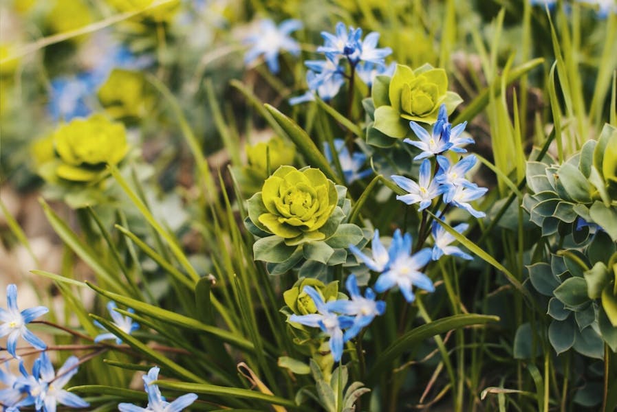 Unveiling the Meaning of Green Flowers