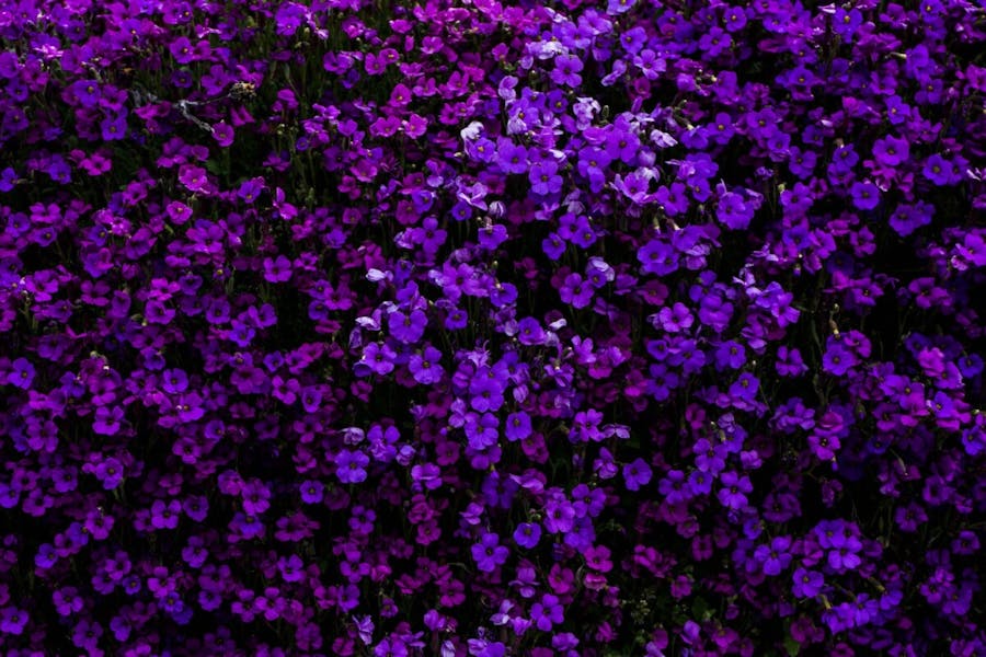 Exploring the Meaning of Purple Flowers