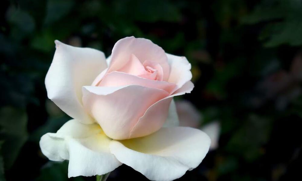 Flores: Banner de Espontaneidade e Romance