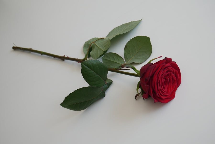 The Power of a Single Red Rose: A Symbol of Love