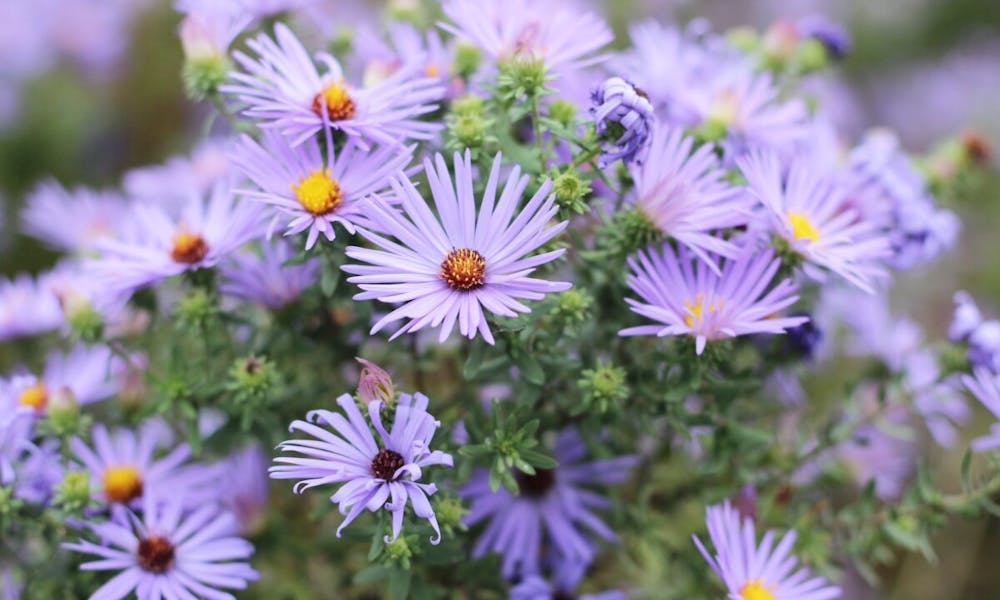A Arte da Surpresa: Flores para Sua Esposa Banner