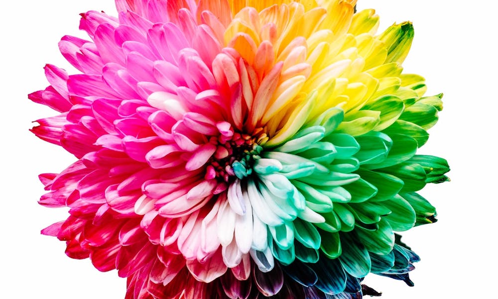 A Função de uma Flor: Revelando a Obra-Prima da Natureza Banner