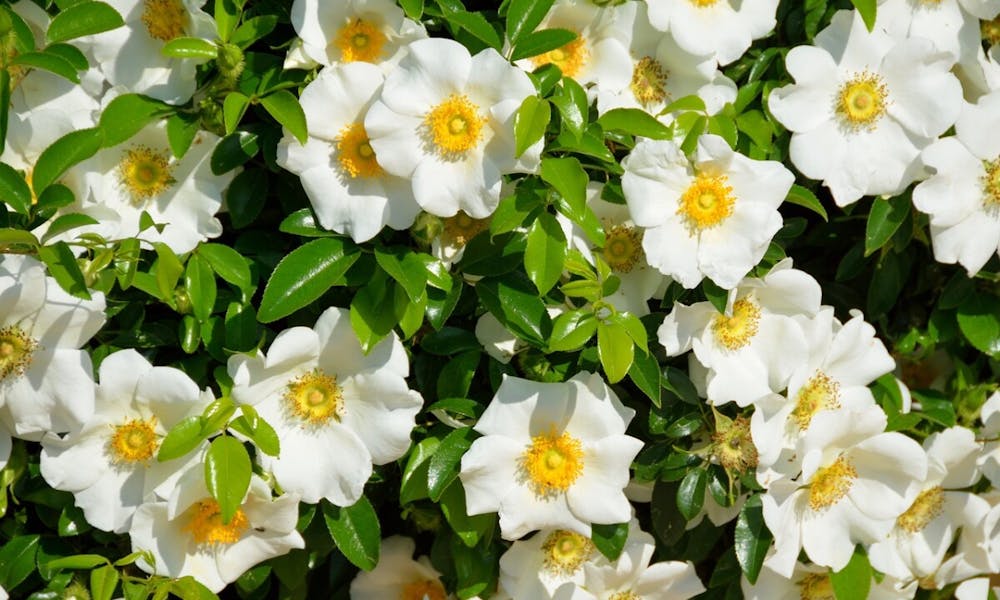 Die Staatsblume Georgias: Die Schönheit der Cherokee-Rose Banner