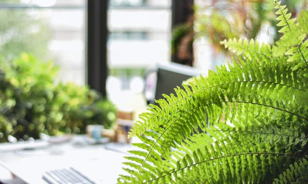 Um Guia para Plantas Não Tóxicas para cães e pets Banner