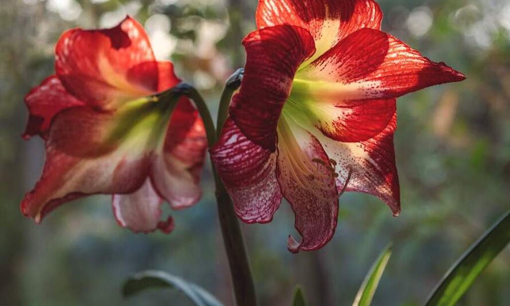 Kiedy kwiaty opadają z orchidei