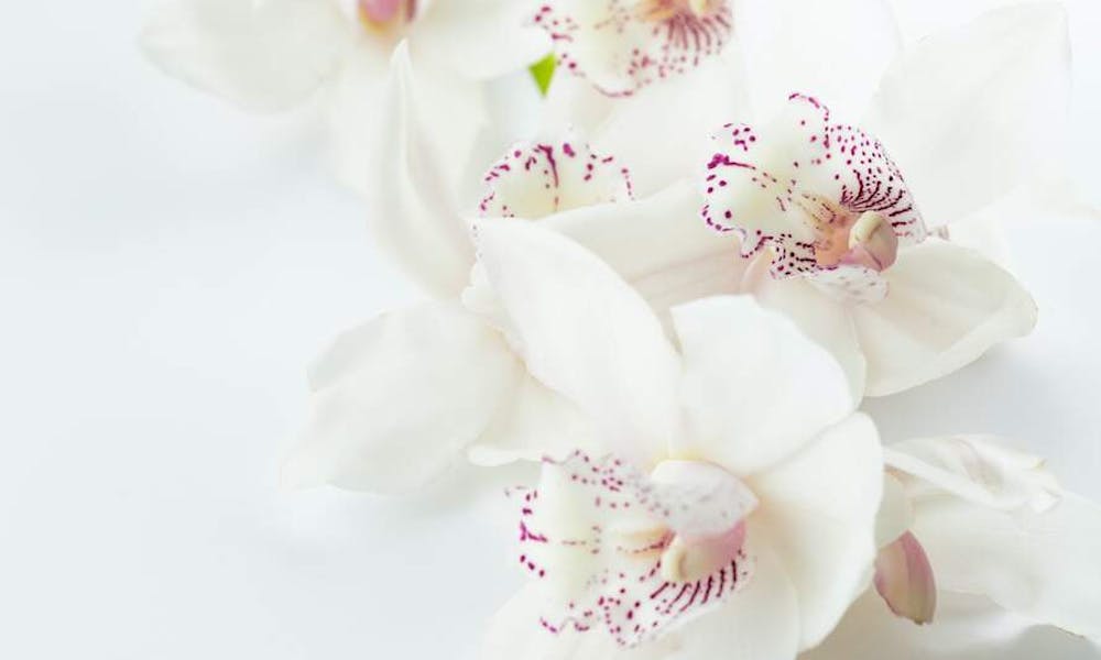 Welche Blumen sind essbar? Banner