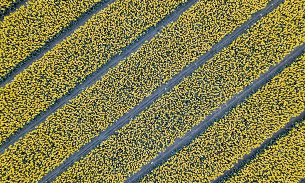 Cómo Transportar Flores En Un Coche Banner