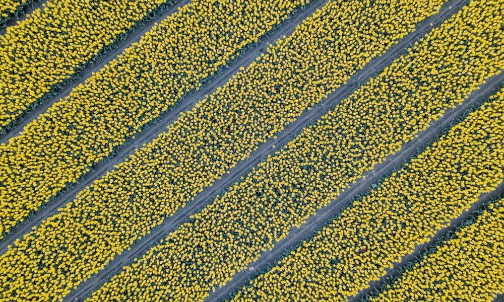 Cómo mantener las flores frescas durante la noche Banner