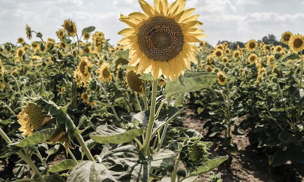 Cómo mantener frescas las girasoles cortados Banner