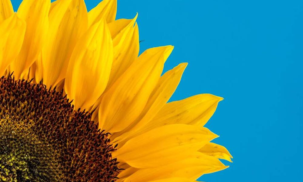 How To Take Care Of A Sunflower