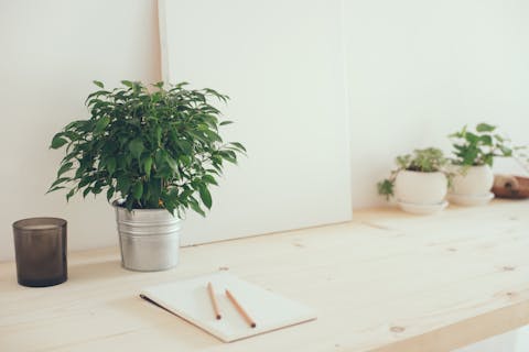 Best Office Plants to Help You Become More Productive