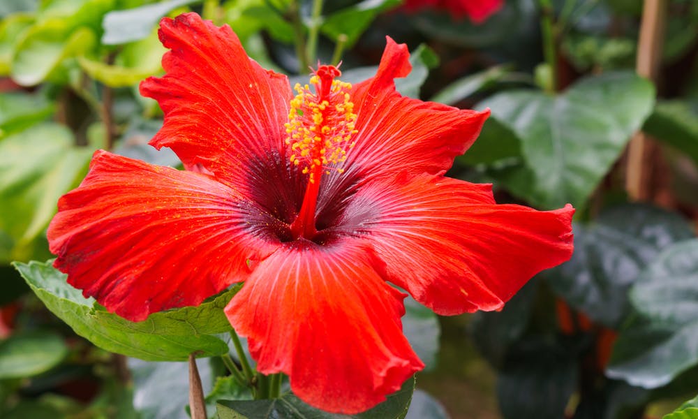 Fünf wunderschöne Blumen zum Liefern als Banner