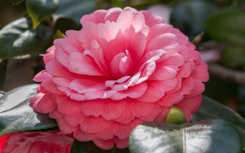 The World’s Most Awesome Flowers: Let’s Discover Together Banner