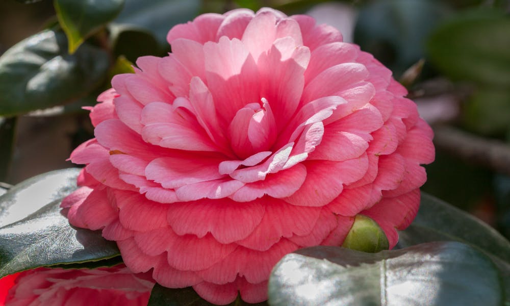 The World’s Most Awesome Flowers: Let’s Discover Together Banner