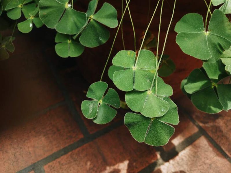 How Common Are Four Leaf Clovers