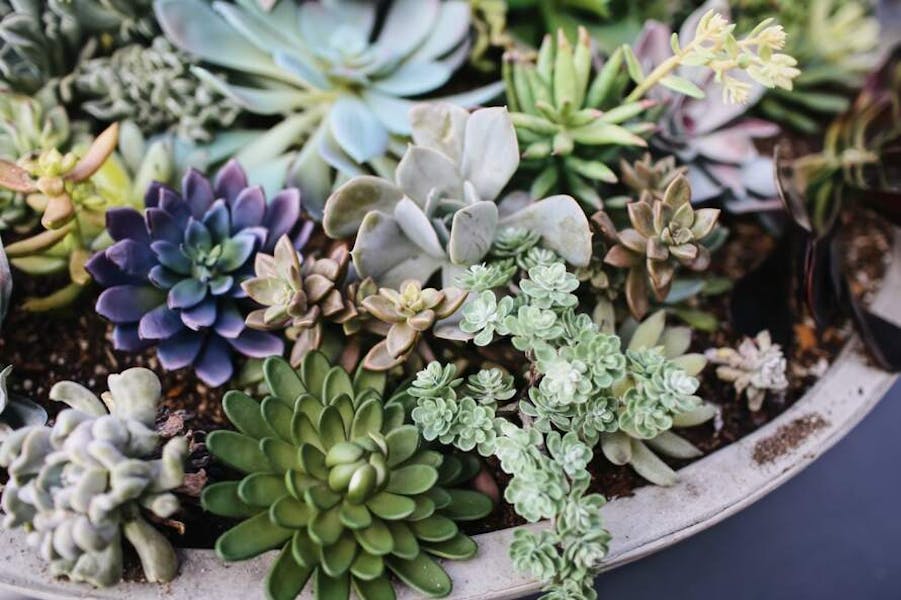 How To Grow Succulents Indoors