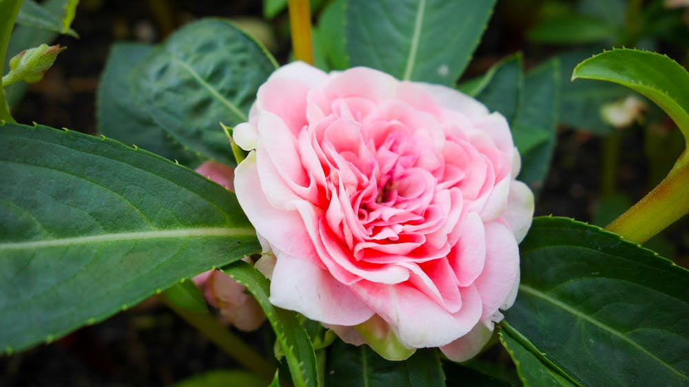 Balsam Flowers Are Similar to Impatiens, but Develop Quicker