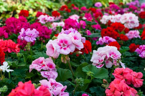 Learn about the Most Outstanding Flowers That Last a Year and Brighten up Your Interior