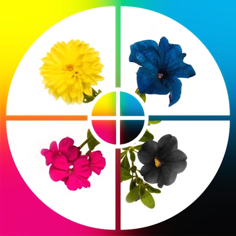 Flower Identification Guide by Color – Selecting Flowers Made Easy!