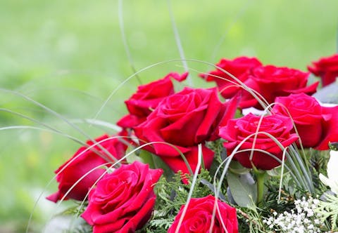 Discover the Best Memorial Flowers and Learn Which Flower Color to Express Your Most Sincere Feelings