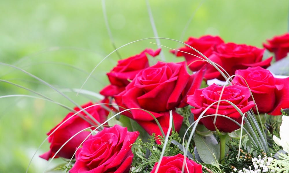 Entdecken Sie die schönsten Gedenkblumen und erfahren Sie, welche Blumenfarbe Ihre aufrichtigsten Gefühle ausdrückt