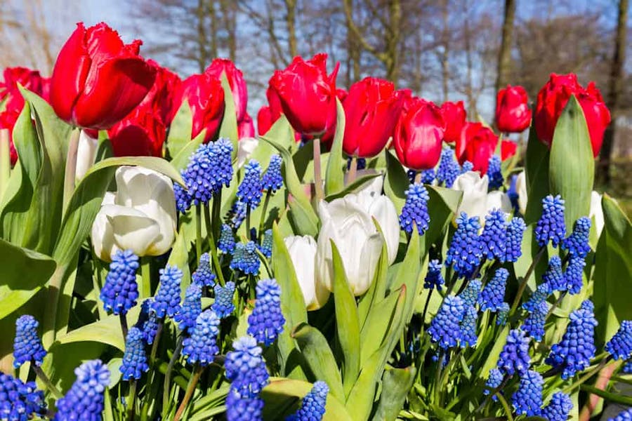 Everything You Should Know About Red, White, and Blue Flowers