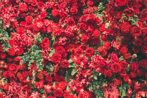 Types of Red Flowers, Their Meanings, And Which One Suits You Best