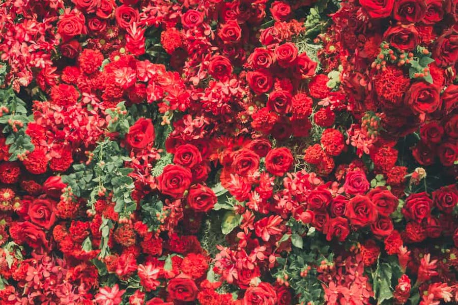 Types of Red Flowers, Their Meanings, And Which One Suits You Best