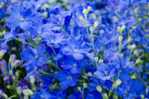 Learn about Larkspur Meaning Flower and Symbolism