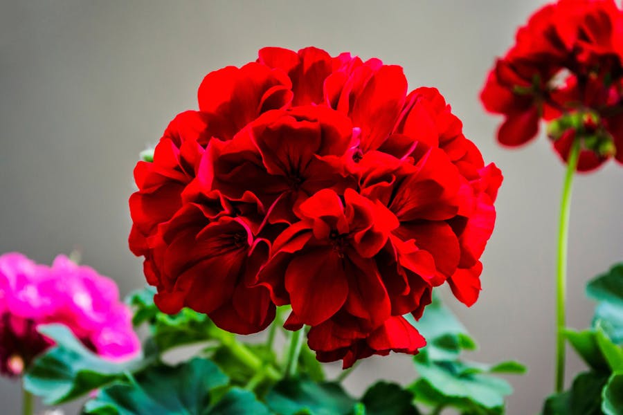 Beautiful, Bold Red Annual Flowers for Your Summer Garden