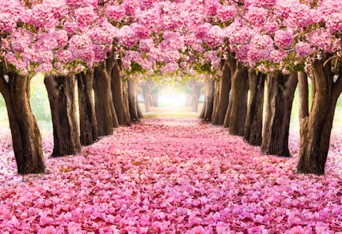 Pink Flowers on Trees: Exploring the Beauty of Nature