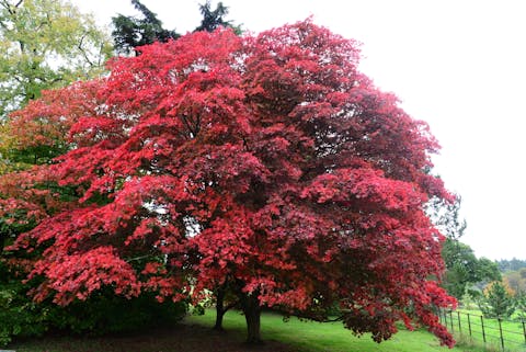 Choosing Trees with Red Flowers