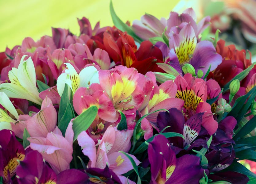 Discover the Meaning and Symbolism of the Alstroemeria Flower