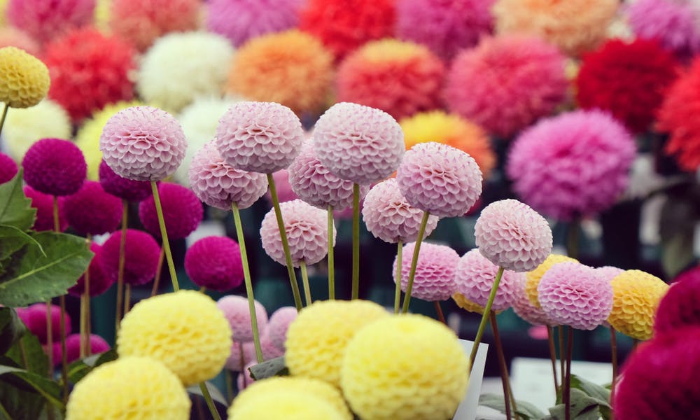 Wo kann ich in meiner Nähe Blumen kaufen – Banner mit den beliebtesten und schönsten Blumen