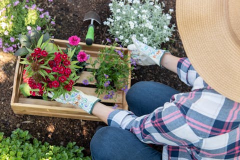 How to Plant Flowers – Everything You Need to Know About Having A Successful Garden