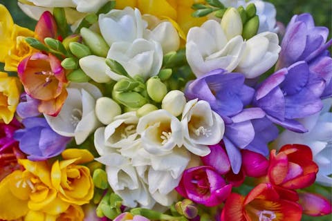 The Freesia Flower Is Highly Decorative with a Charming Perfume, a Perfect Reason to Bring It at Home