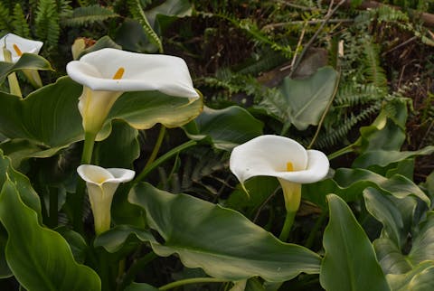 When Do Calla Lilies Bloom and How to Transform Your Garden into A Fascinating Space?