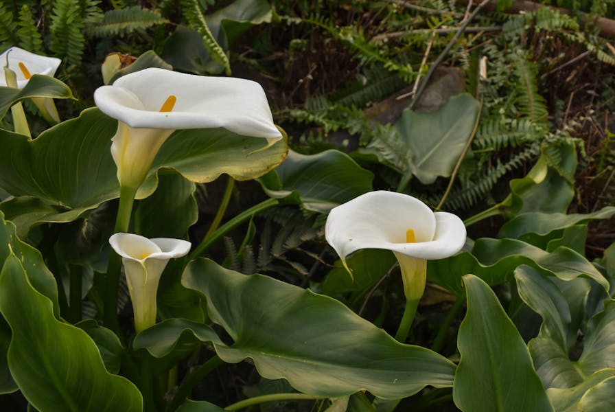 When Do Calla Lilies Bloom and How to Transform Your Garden into A Fascinating Space?