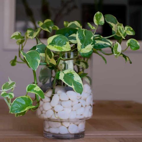 Discover Basic Pothos Plant Care Tips and Growing Information about Planting