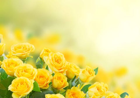 The Attractive Yellow Rose Flower