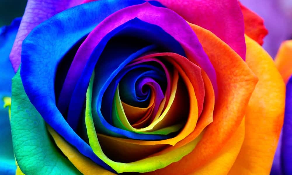 Wie Floristen Rosen batiken und die Gründe dafür