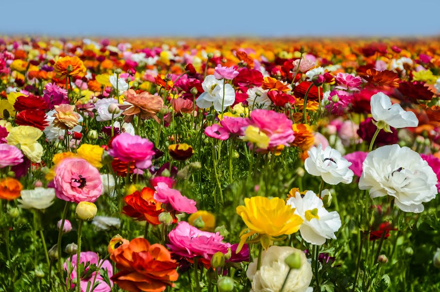 Have You Ever Seen True Beauty? It May be the Ranunculus Flower