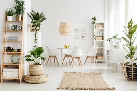 Indoor plants. Which plants purify the air in your home?