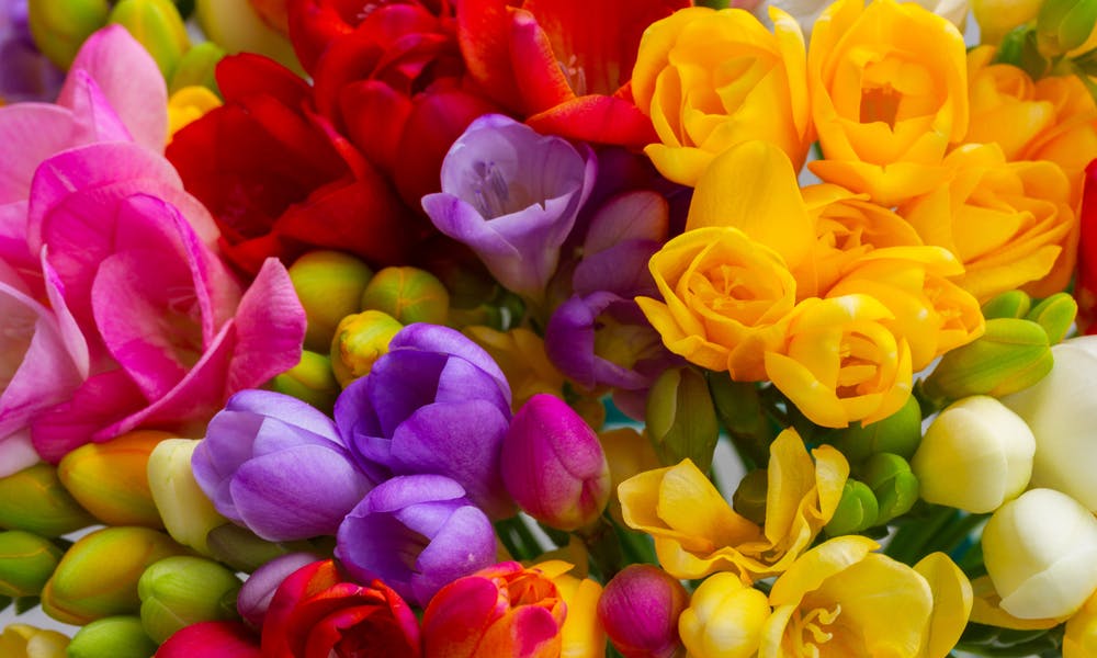 Descubra uma das Flores Mais Usadas em Perfumes: A Flor de Frésia Banner
