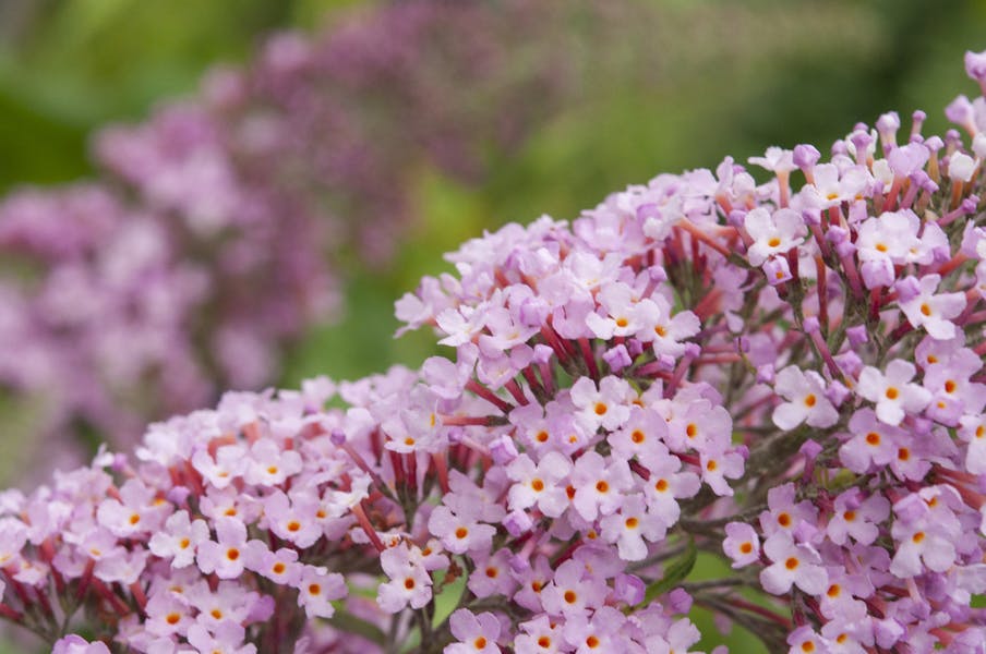 Six Lovely Flowers That Attract Hummingbirds