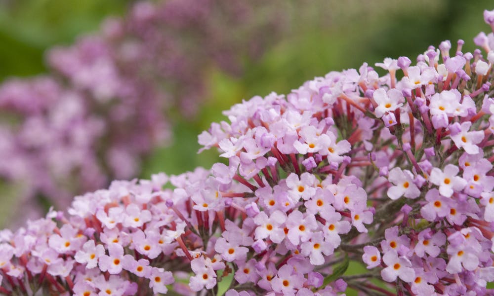 Six Lovely Flowers That Attract Hummingbirds Banner