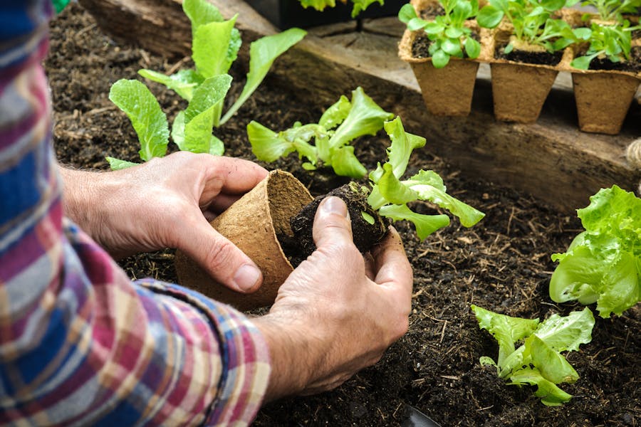 When Transplanting A Plant from A Pot To The Ground, You Should Follow These Few Steps