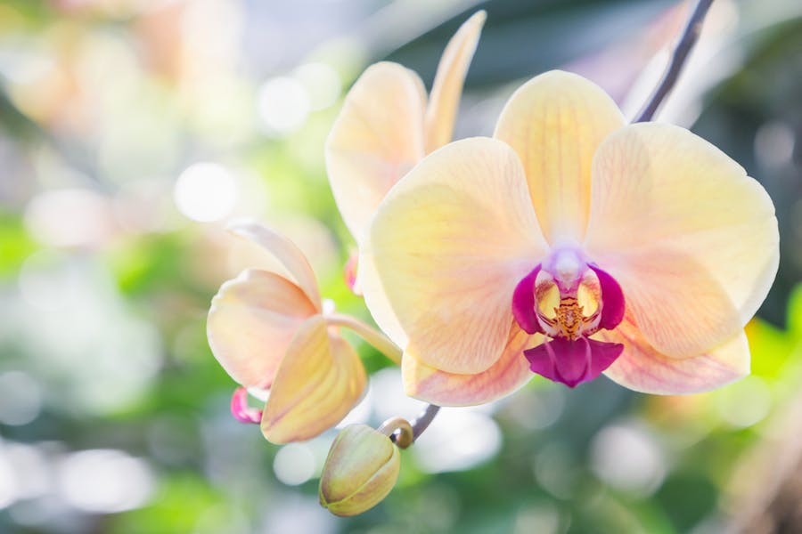 Orchid Symbolism Is Hiding a Wonderful Meaning