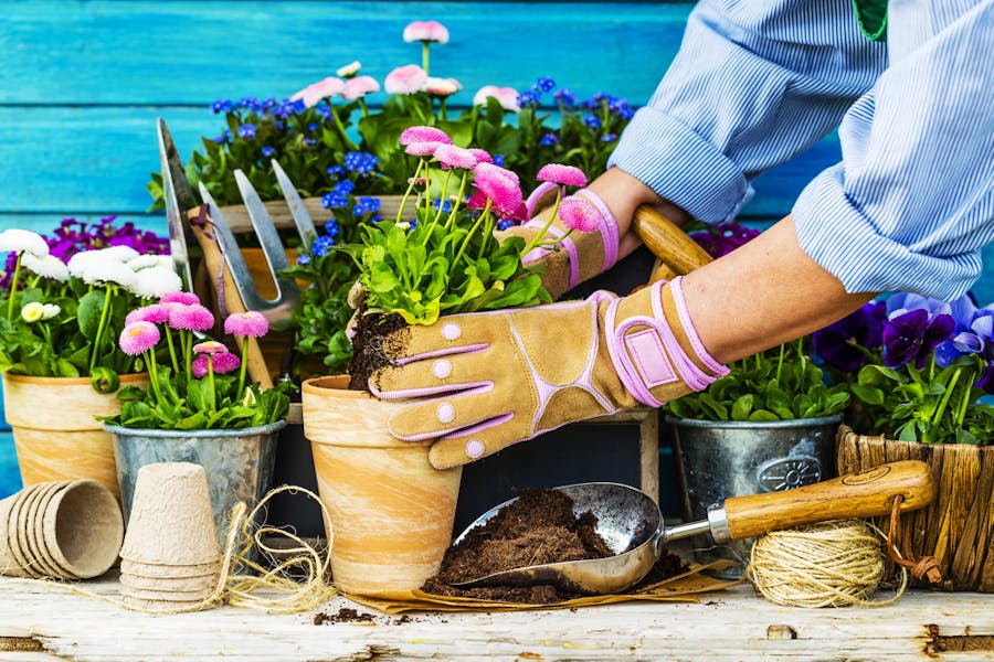 How to Pot a Plant