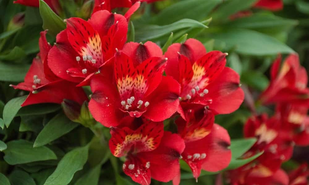 Was bedeuten die Peruanischen Lilien? Banner